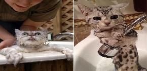 16 chats pas contents du tout qui sortent du bain