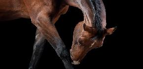 17 photos qui montrent que les chevaux sont les bêtes les plus élégantes du monde