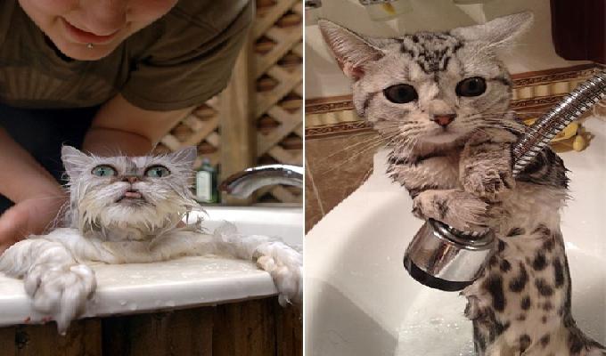 16 chats pas contents du tout qui sortent du bain