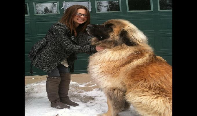 19 photos de chiens énormes qui prennent beaucoup trop de place 