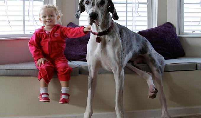 20 photos de bébés qui font la pose avec leur chien géant