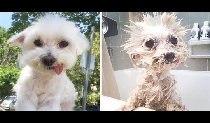 20 photos très drôles de chiens avant et après avoir pris leur bain