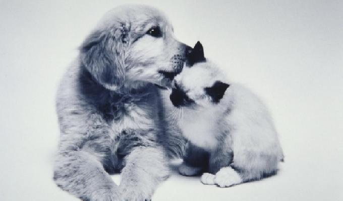 21 photos attendrissantes qui prouvent que lamitié entre chiens et chats existe