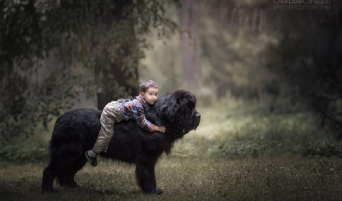20 photos attendrissantes de la magnifique complicité entre les chiens et les enfants