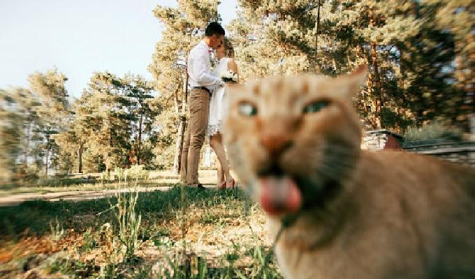 20 photos très drôles complètement ruinées par des chats