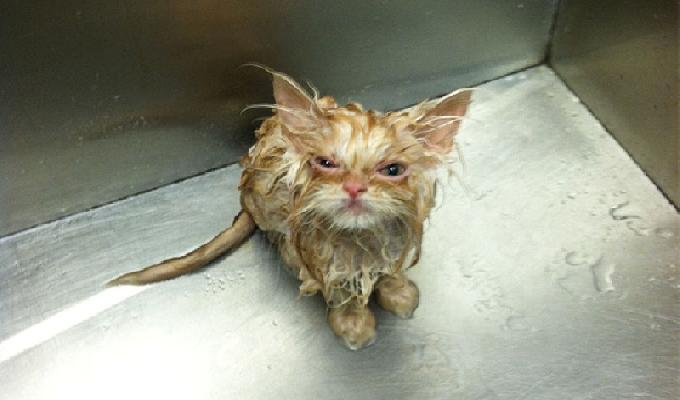 20 photos de chatons trop mignons qui sont en colère