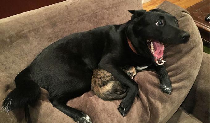 20 photos de chiens terrifiés par des choses ridicules