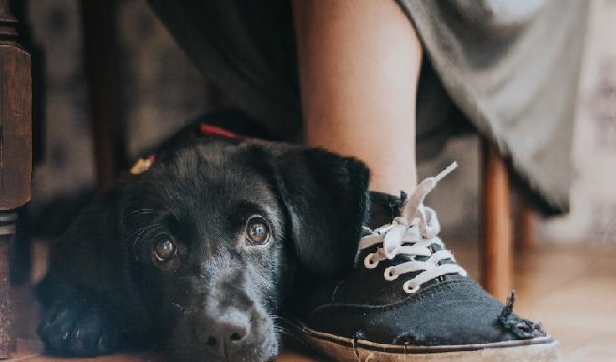 Les 20 photos gagnantes du concours du photographe de chiens de lannée