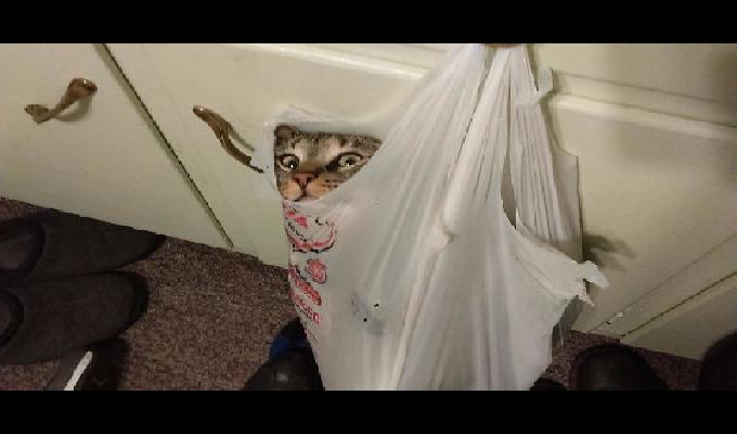 30 photos de chats devenus totalement fous à cause de lherbe-aux-chats