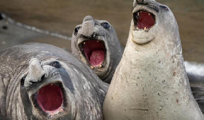 Les 34 photos animales les plus drôles de lannée