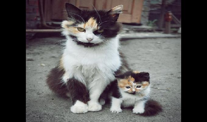 18 photos de mamans chat avec leur mini-moi