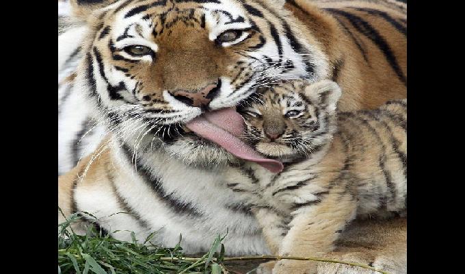 24 photos très touchantes de parents animaux avec leurs petits